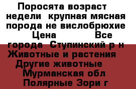 Поросята возраст 4 недели, крупная мясная порода(не вислобрюхие ) › Цена ­ 4 000 - Все города, Ступинский р-н Животные и растения » Другие животные   . Мурманская обл.,Полярные Зори г.